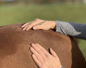 Akupunkt-Massage (APM) am Pferd